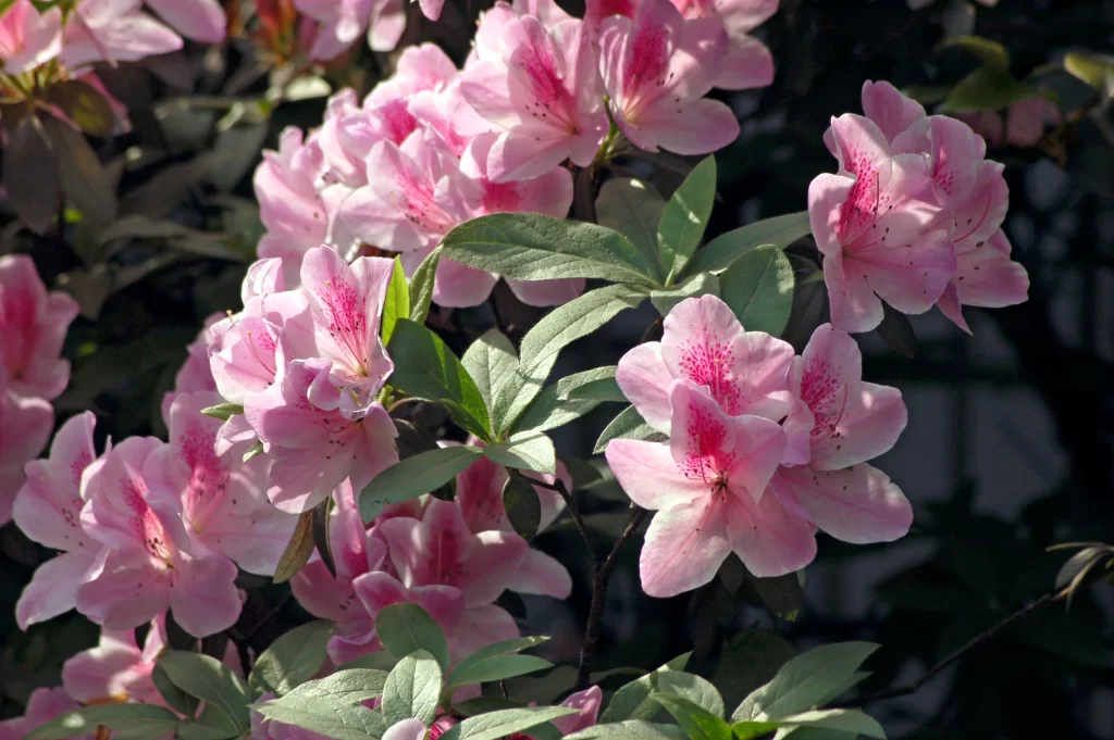 Pink Rhododendron Blooms Petals Green gray Leaves