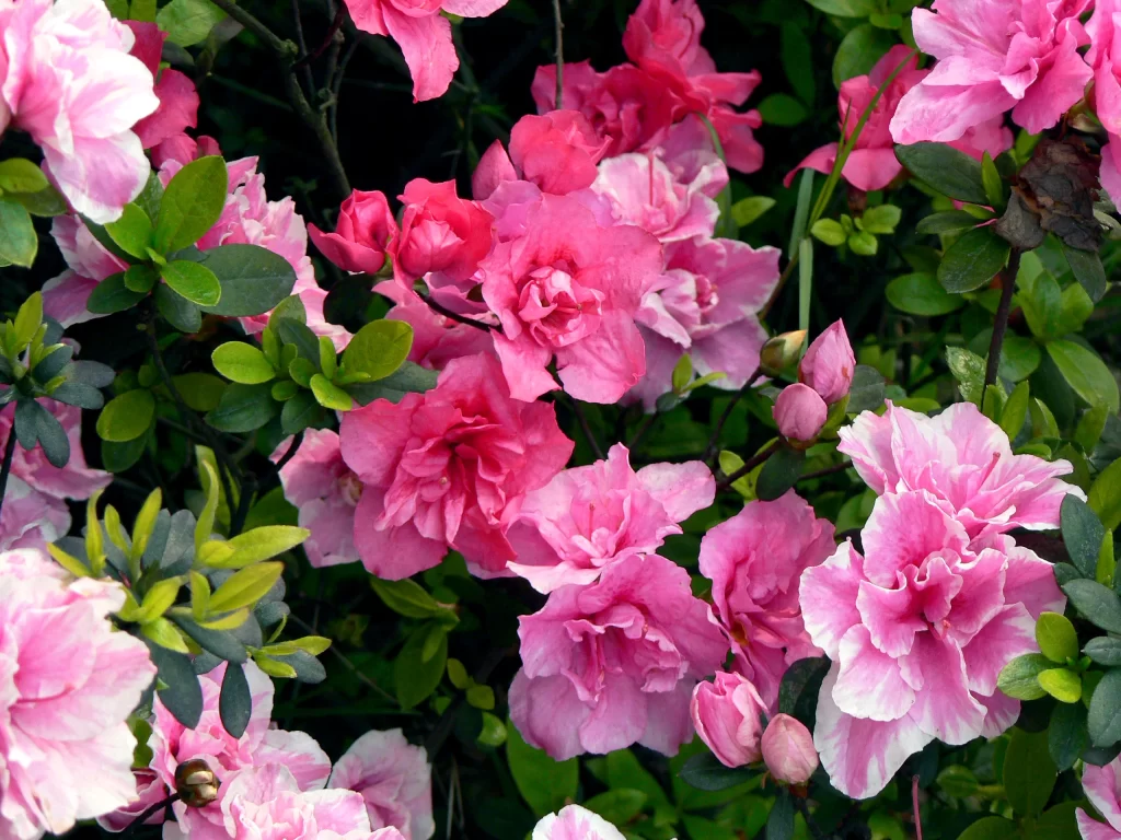 Pink Rhododendron Blooms Petals Green warm Leaves