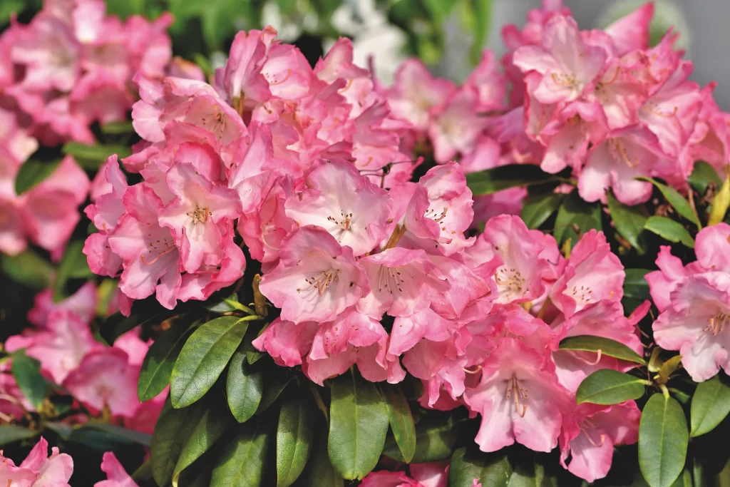Pink Rhododendron Blooms Petals Green warm Leaves