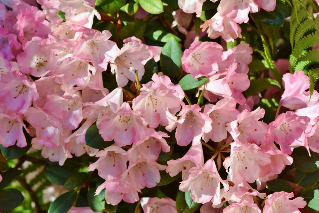 Pink Rhododendron Blooms Petals Green warm Leaves