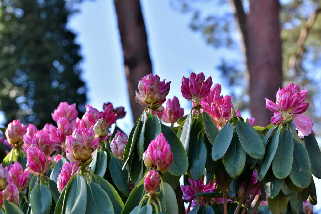 Pink Rhododendron Blooms Petals Green gray Leaves