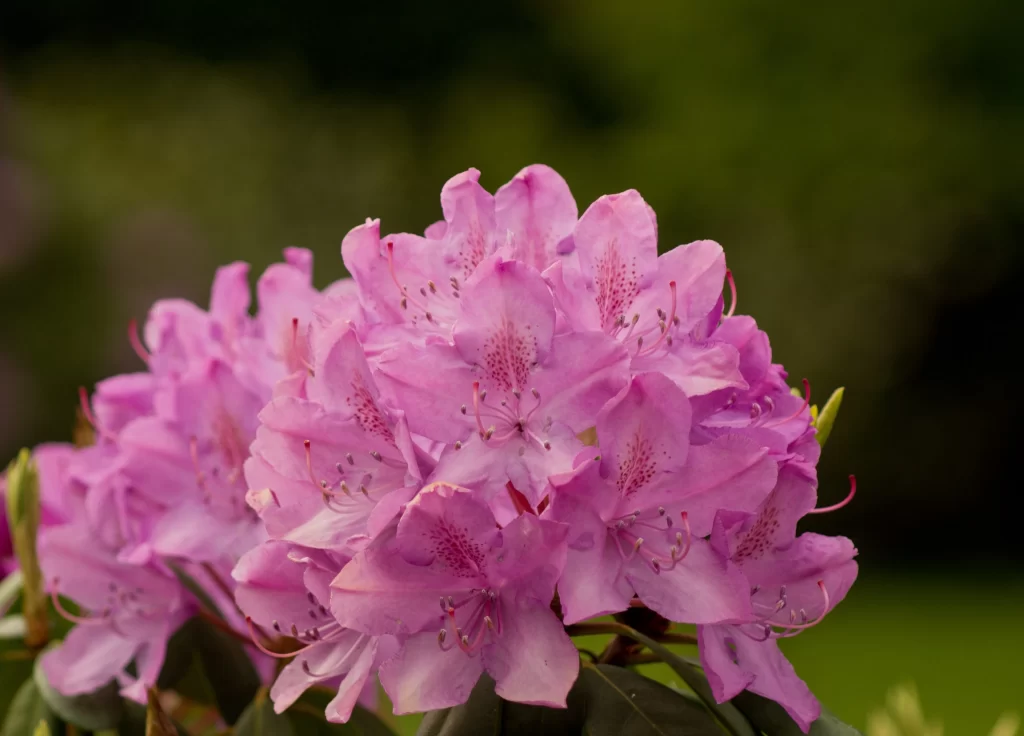 Pink Rhododendron Blooms Petals Speckled warm Green