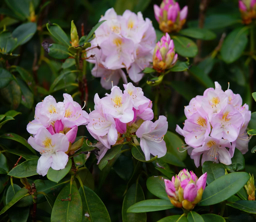Pink Rhododendron Blooms Petals Leaves Green