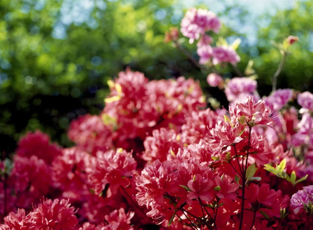 Pink Rhododendron Blooms Petals Sunlight