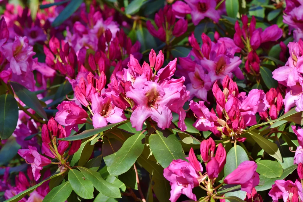 Pink Rhododendron Blooms Petals Leaves