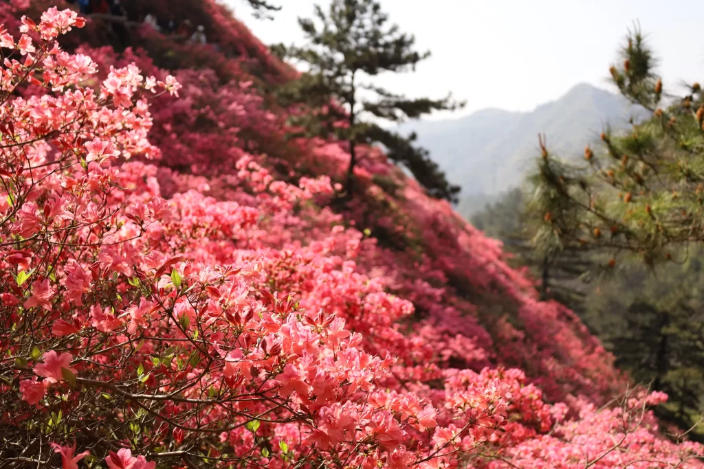 Pink Rhododendron Blooms Petals warm Hillside