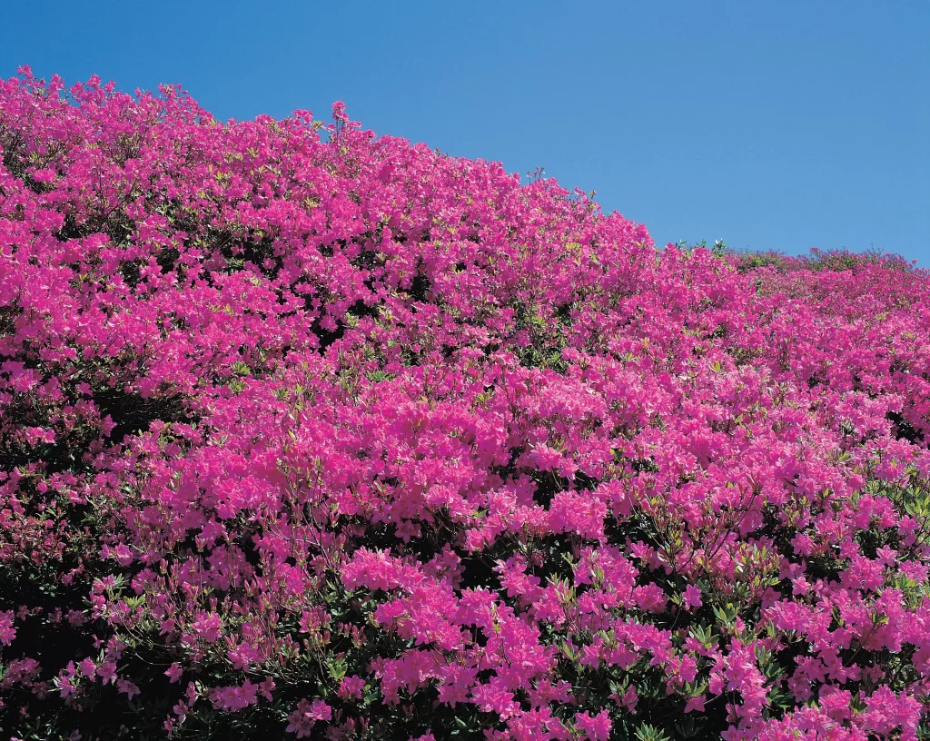 Pink Rhododendron Blooms Petals cool Hillside