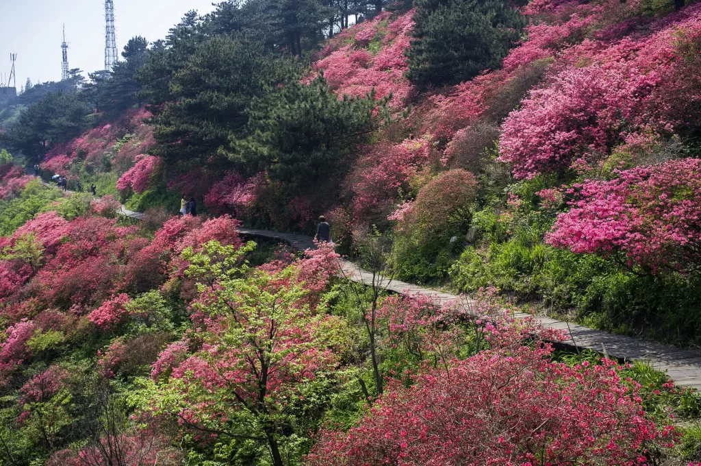 Pink Rhododendron Blooms Dense Hillside Path