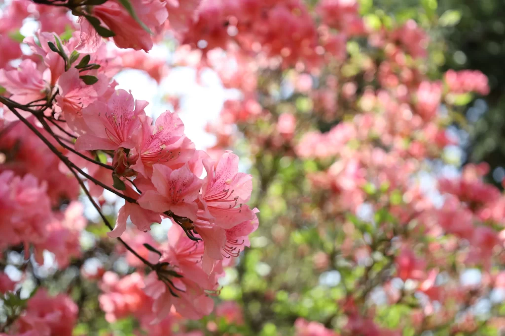 Pink Rhododendron Blossom Petals Nature