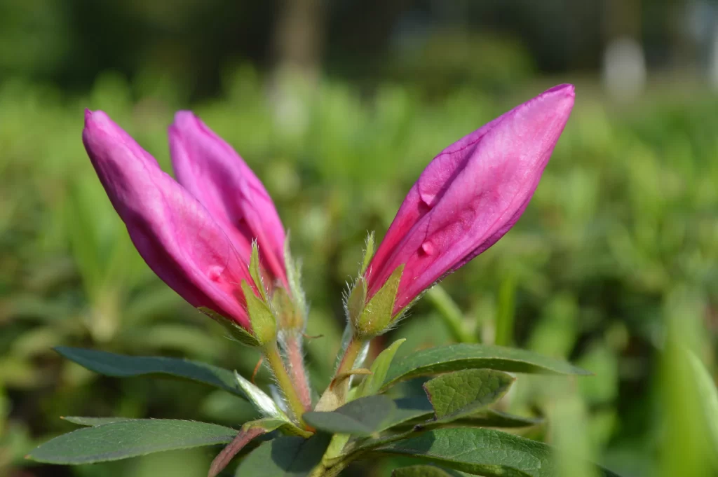 Pink Rhododendron Bud Petals Green warm Leaves
