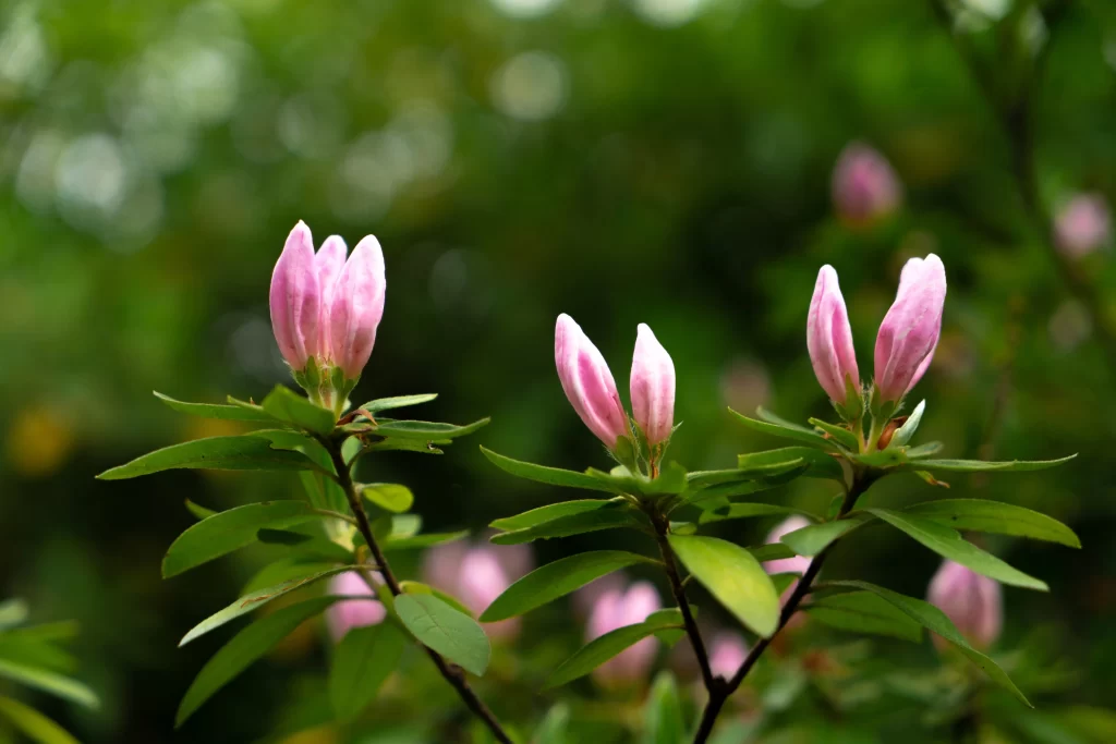 Pink Rhododendron Bud Petals Green warm Leaves