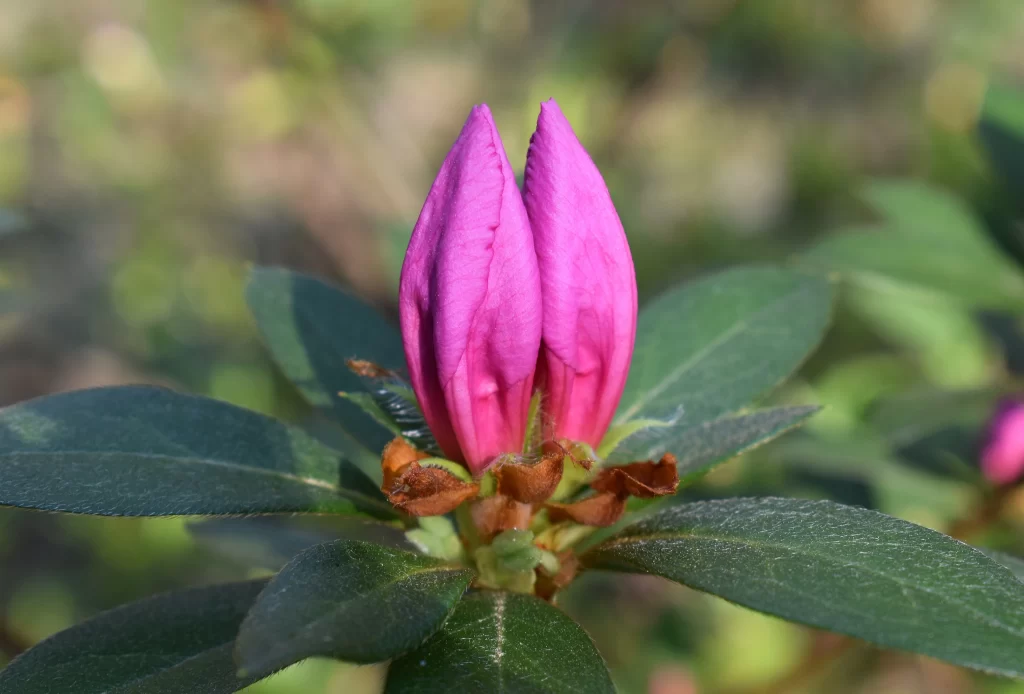Pink Rhododendron Bud Petals Leaves