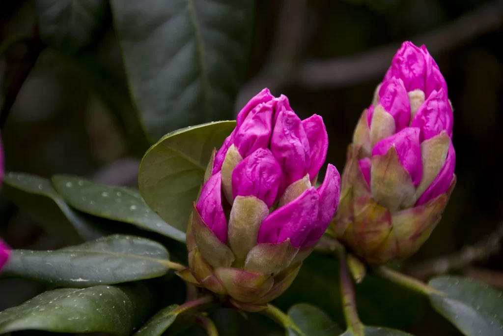Pink Rhododendron Bud Petals Green gray Leaves