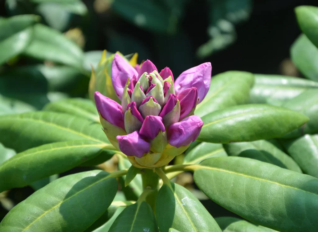 Pink Rhododendron Bud Petals Green warm Leaves
