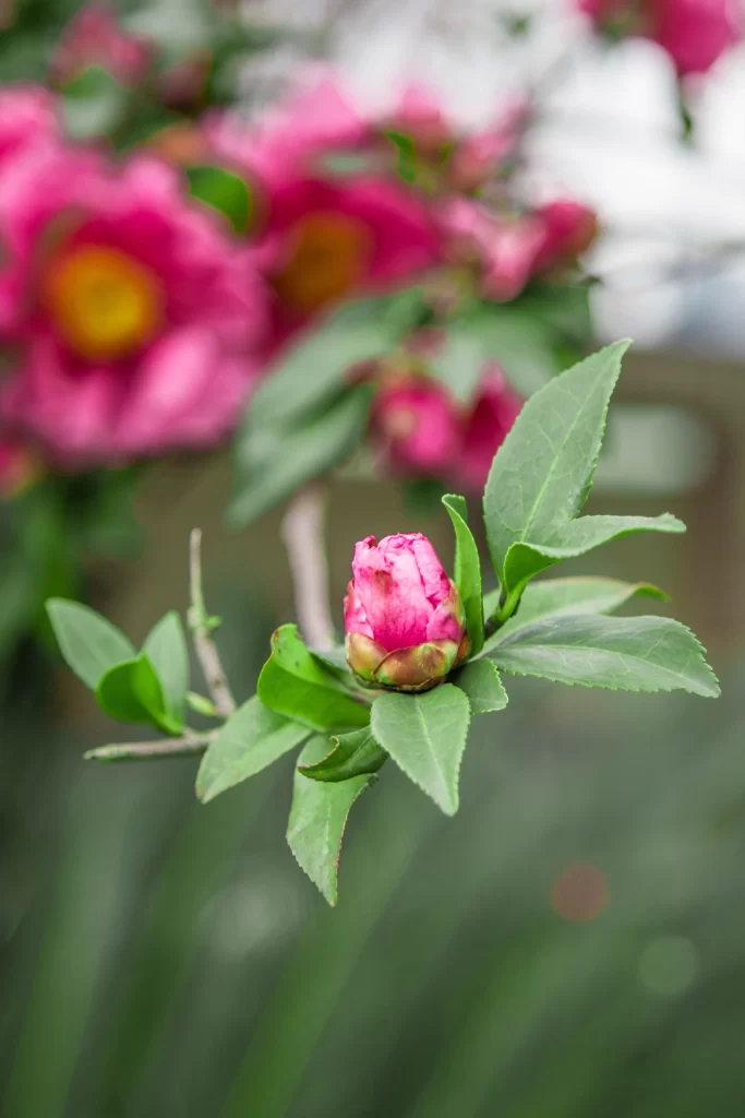Pink Rhododendron Bud Petals Green gray Leaves