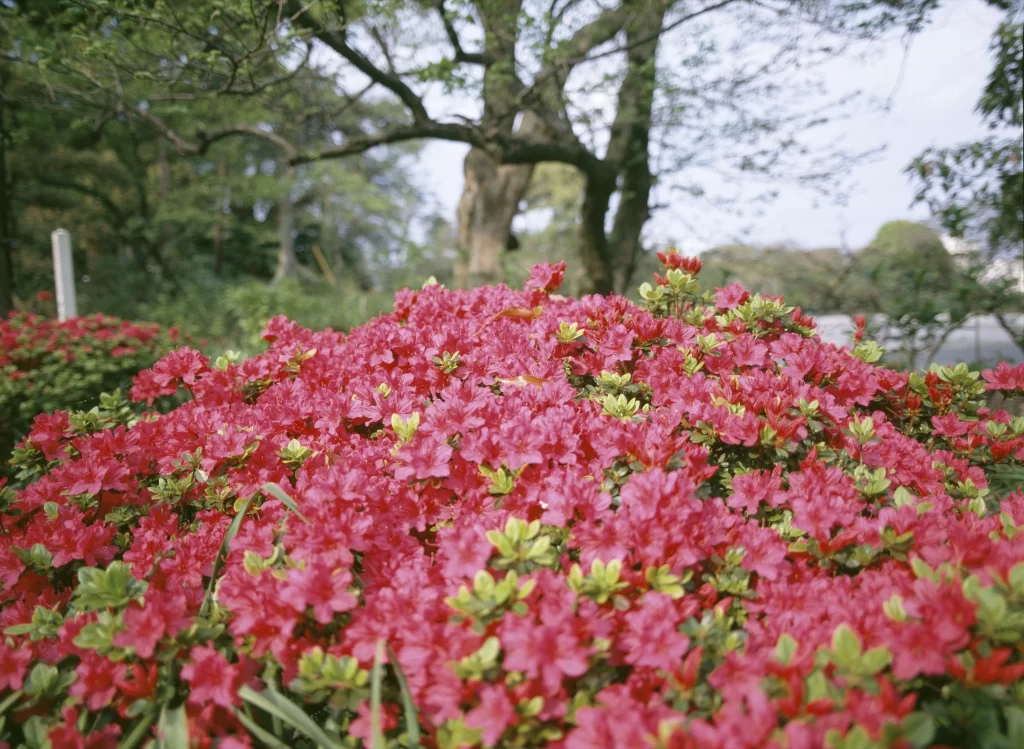 Pink Rhododendron Bush Blooms Petals Green Leaves