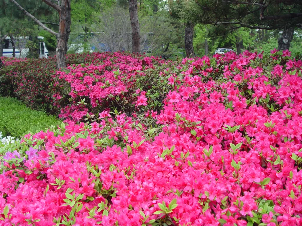 Pink Rhododendron Bush Petals Dense Blooming
