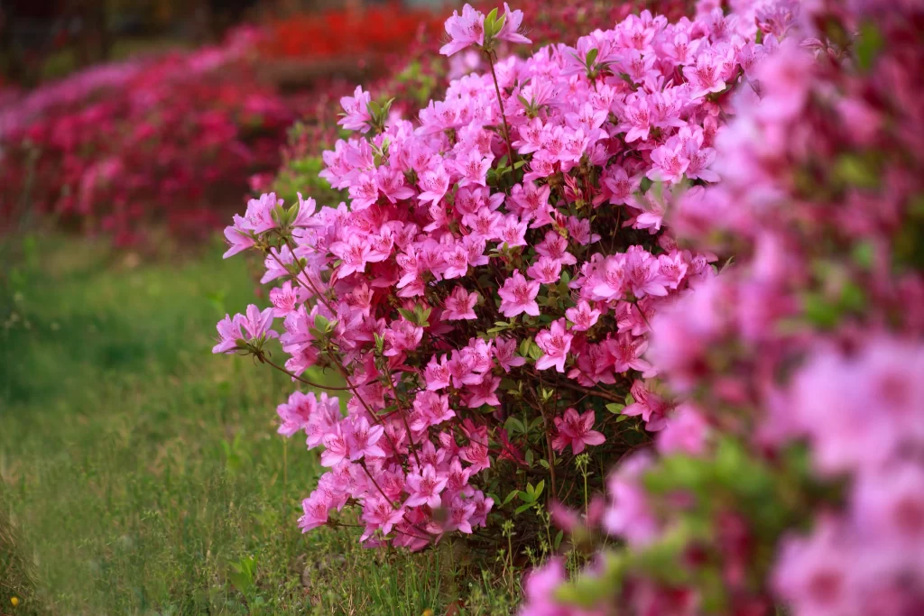 Pink Rhododendron Bush Petals Blooming