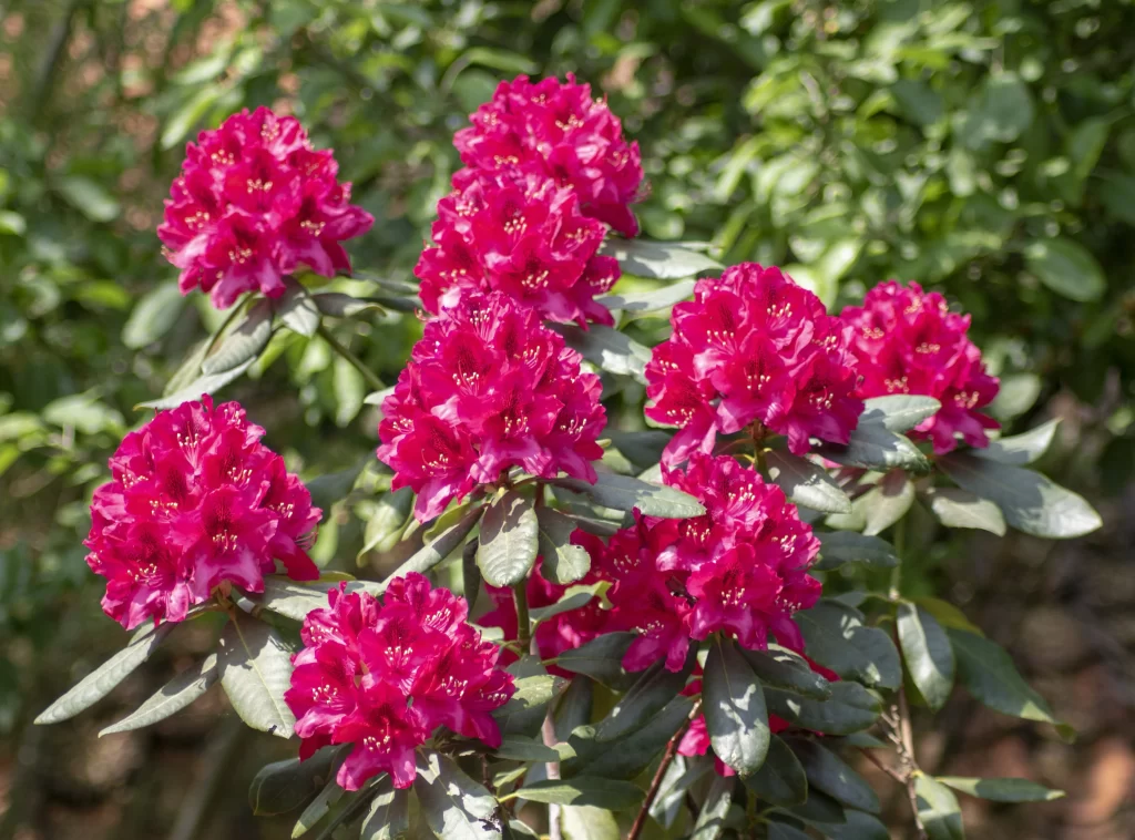 Pink Rhododendron Cluster Petals Green warm Leaves