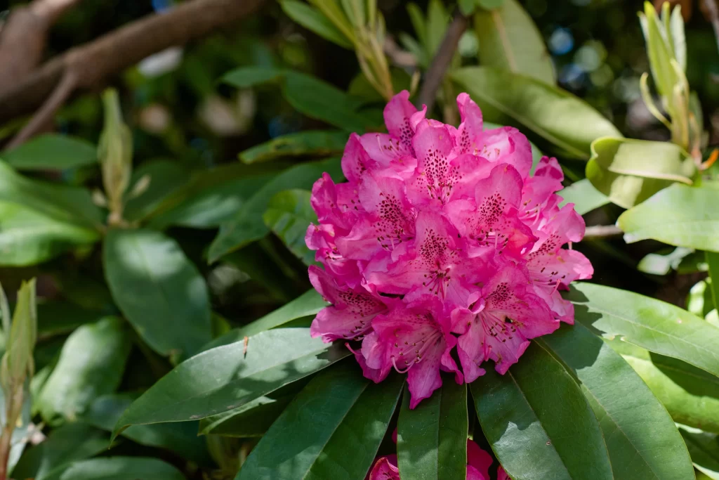 Pink Rhododendron Cluster Petals Green gray Leaves