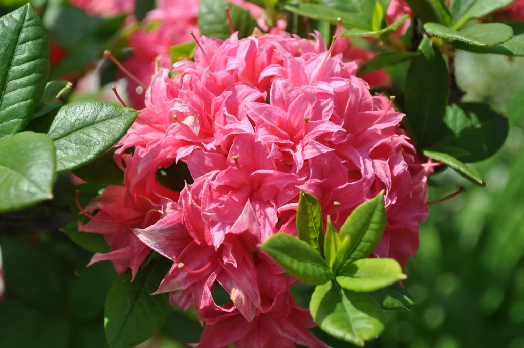 Pink Rhododendron Cluster Petals Green warm Leaves