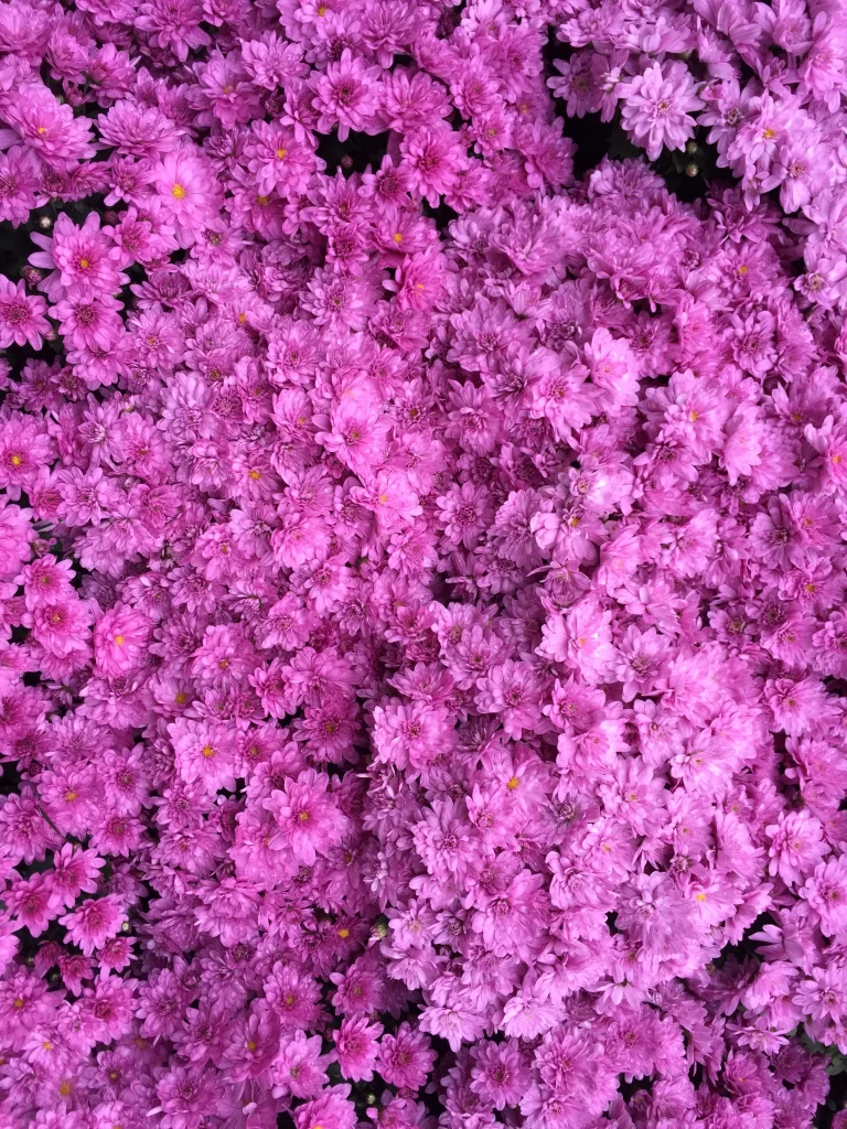 Pink Rhododendron Dense Petals Blooming