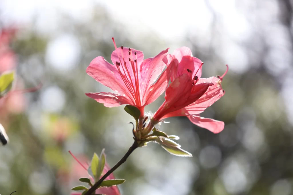 Pink Rhododendron Petals Stamen Sunlight
