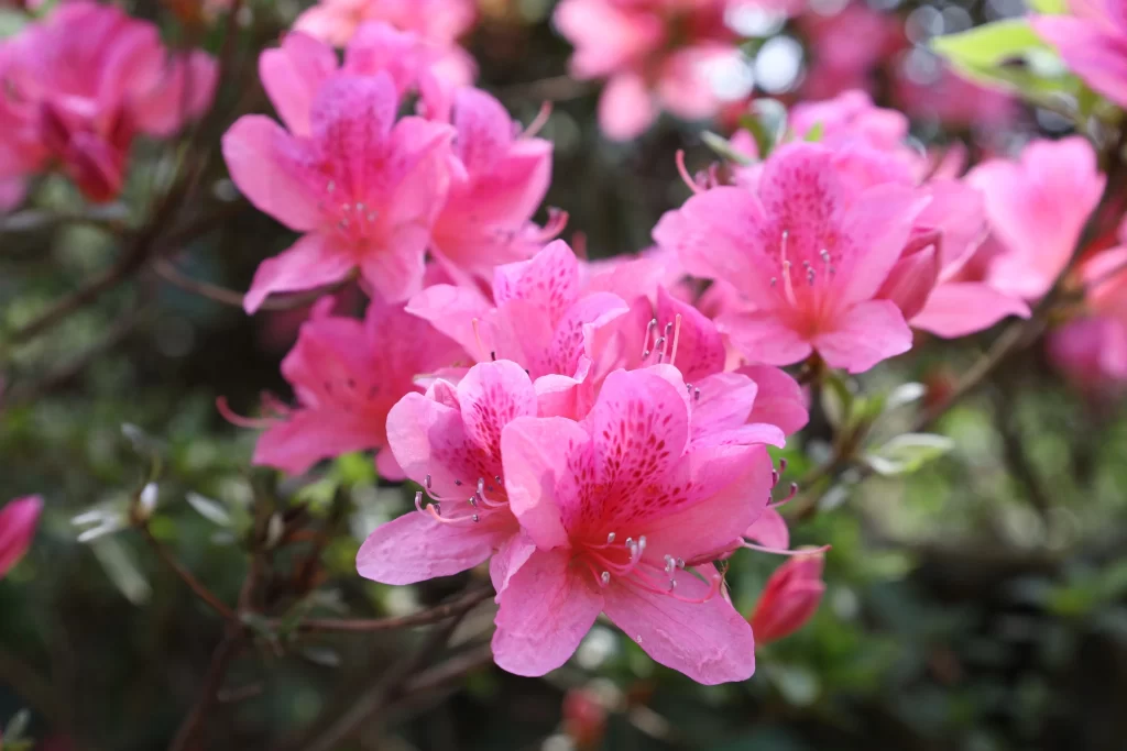 Pink Rhododendron Petals Blooming warm Nature