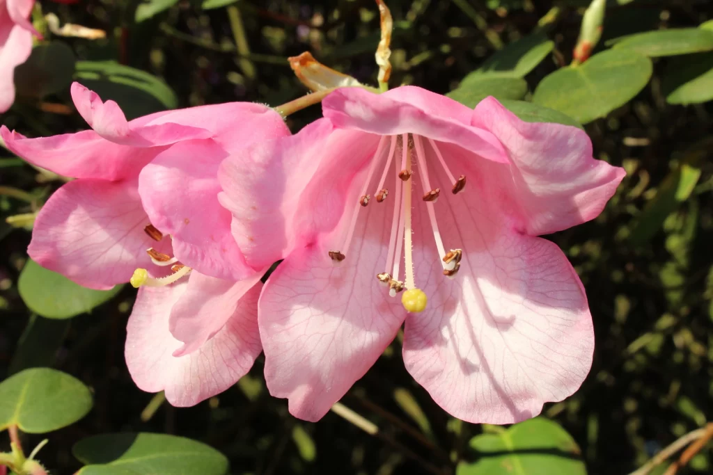 Pink Rhododendron Petals Blooming Green warm Leaves