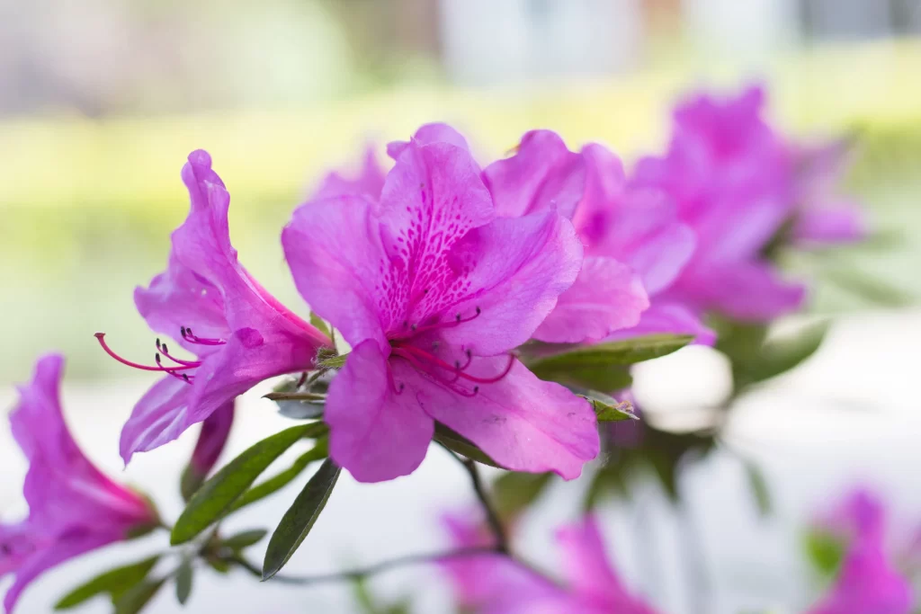 Pink Rhododendron Petals Blooming warm Nature