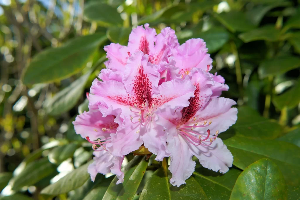 Pink Rhododendron Petals Blooming Green gray Leaves