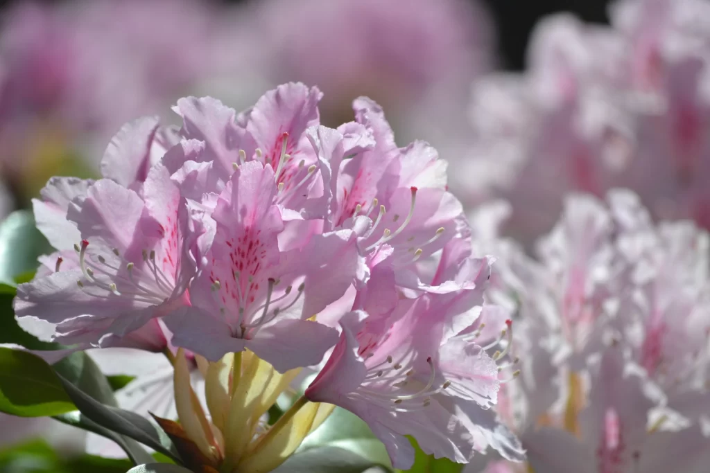 Pink Rhododendron Petals Blooming gray Sunlight