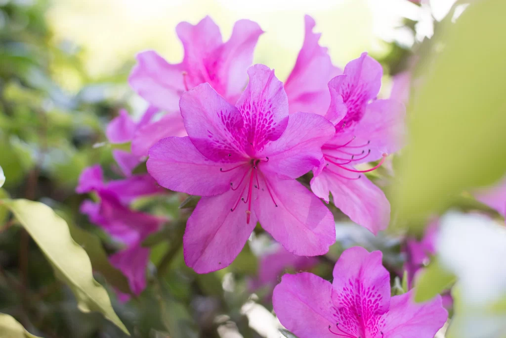 Pink Rhododendron Petals Vibrant Blooms warm Nature