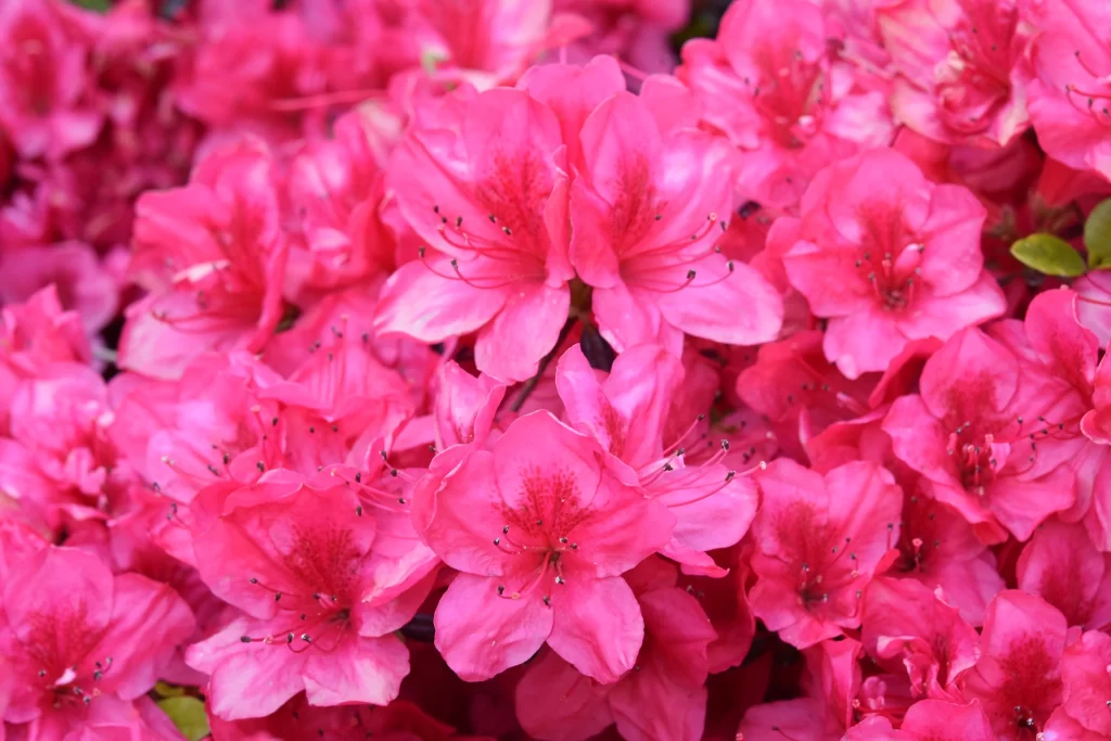 Pink Rhododendron Petals Dense warm Blooms