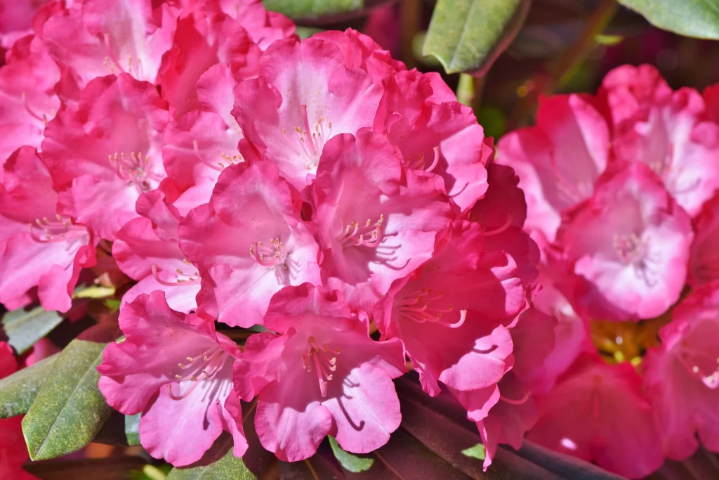 Pink Rhododendron Petals Blooming warm Sunlight
