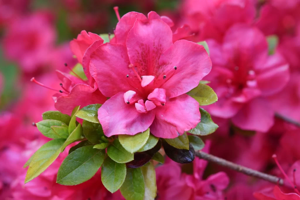 Pink Rhododendron Petals Green warm Leaves