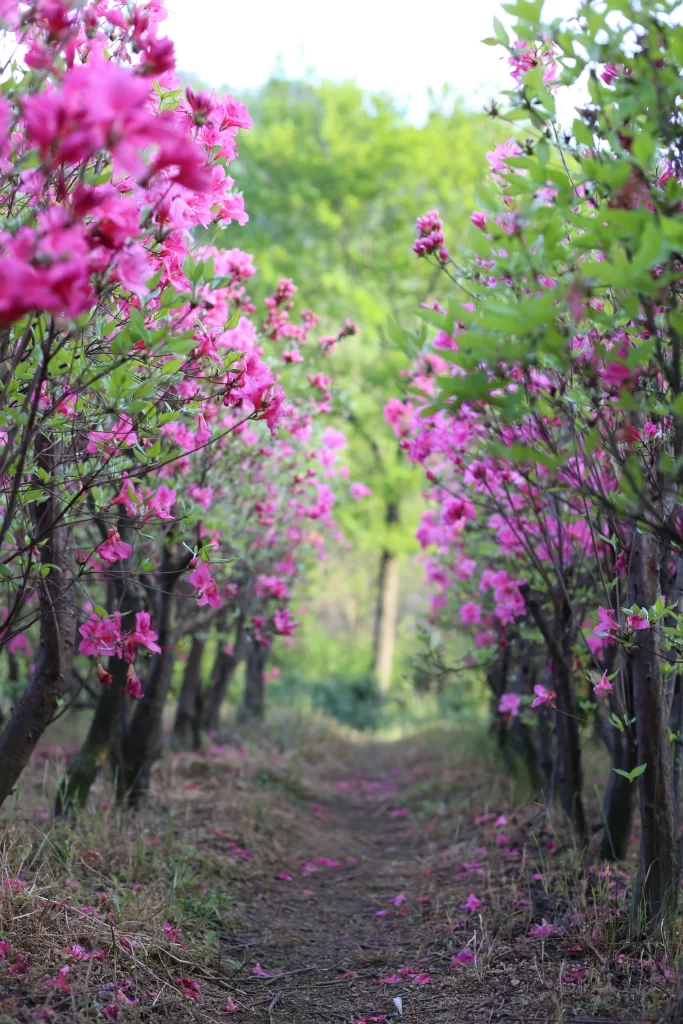 Pink Rhododendron Petals Blooming Pathway
