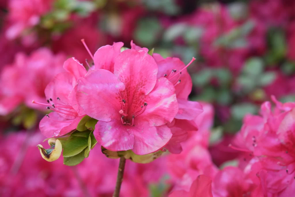 Pink Rhododendron Petals Stamen Green warm Leaves