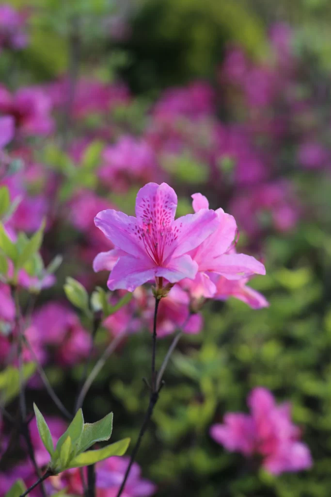 Pink Rhododendron Petals Blooming gray Greenery