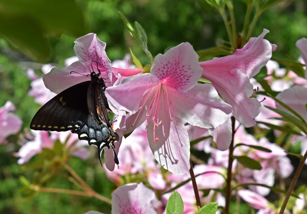 Pink Rhododendron Petals Butterfly Blooming