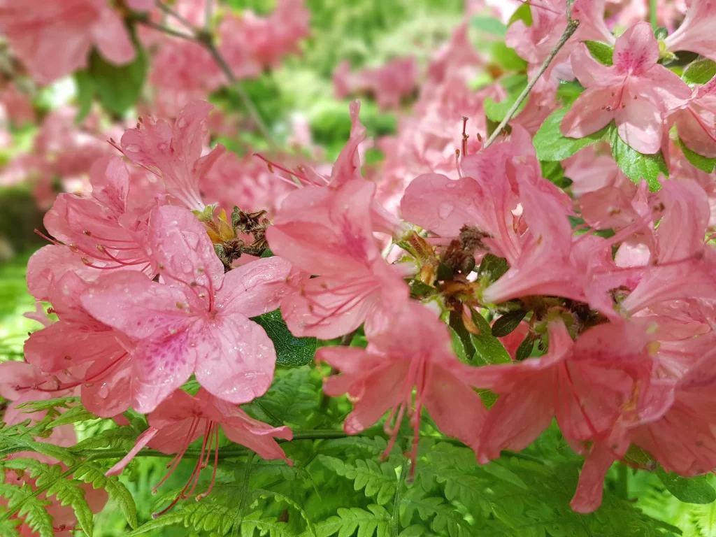 Pink Rhododendron Petals Dewdrops Green warm Leaves
