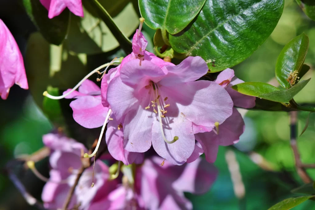 Pink Rhododendron Petals Green gray Leaves