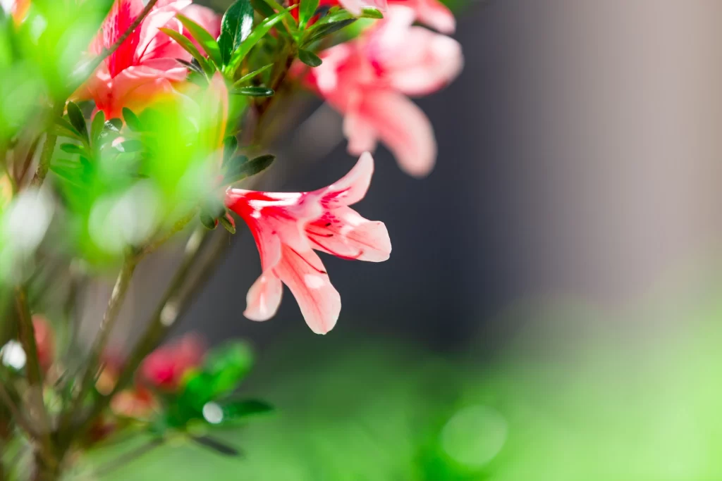 Pink Rhododendron Petals Green warm Leaves