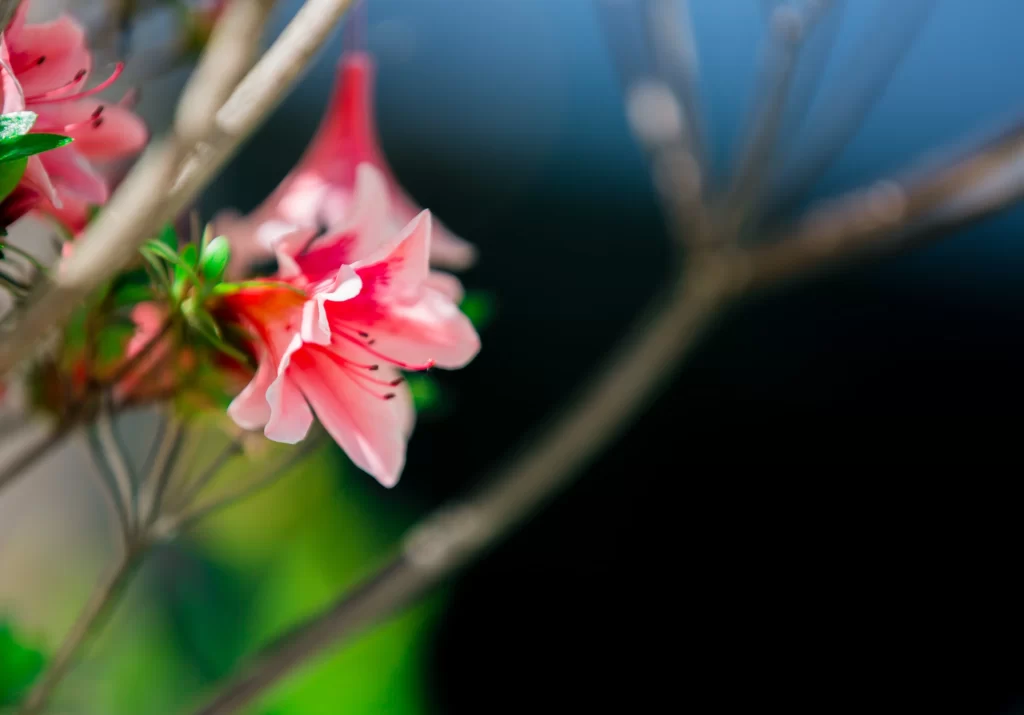 Pink Rhododendron Petals Bloom Branches