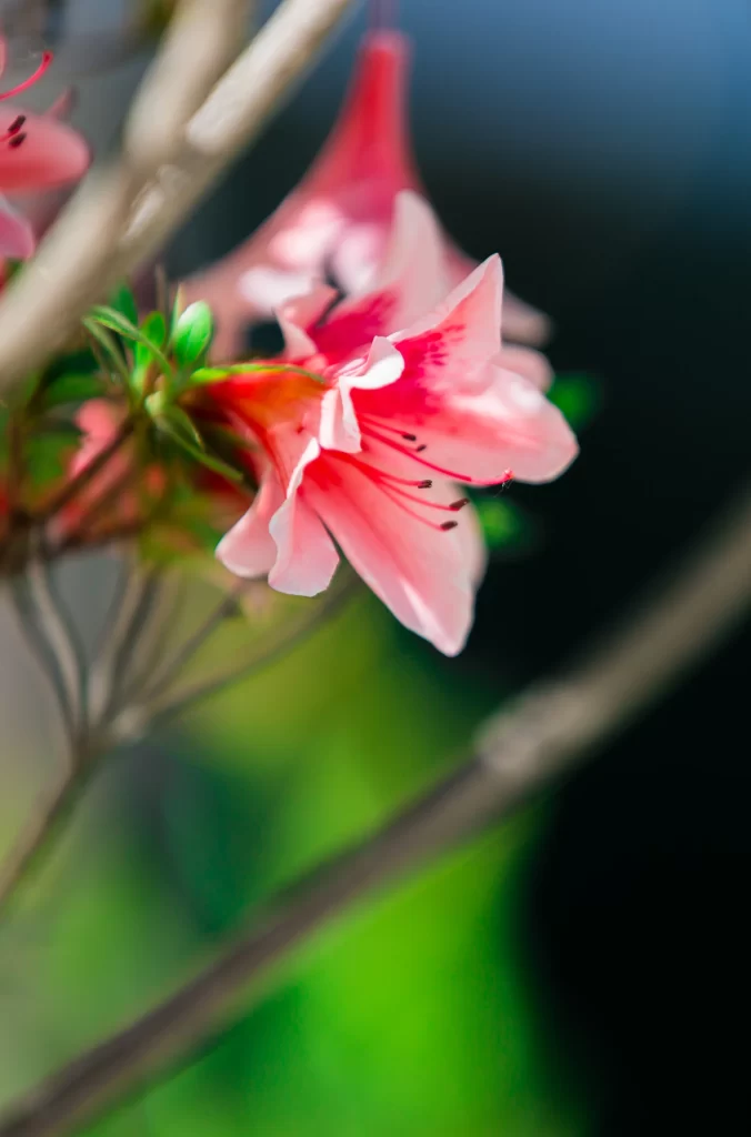 Pink Rhododendron Petals Stamen Green
