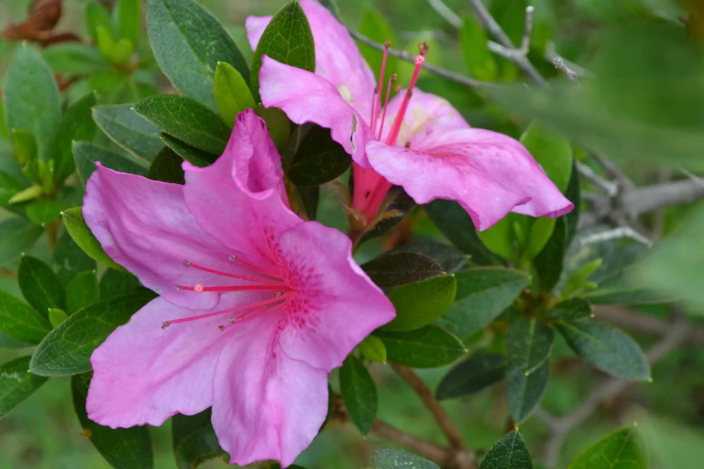 Pink Rhododendron Petals Blooming Green gray Leaves