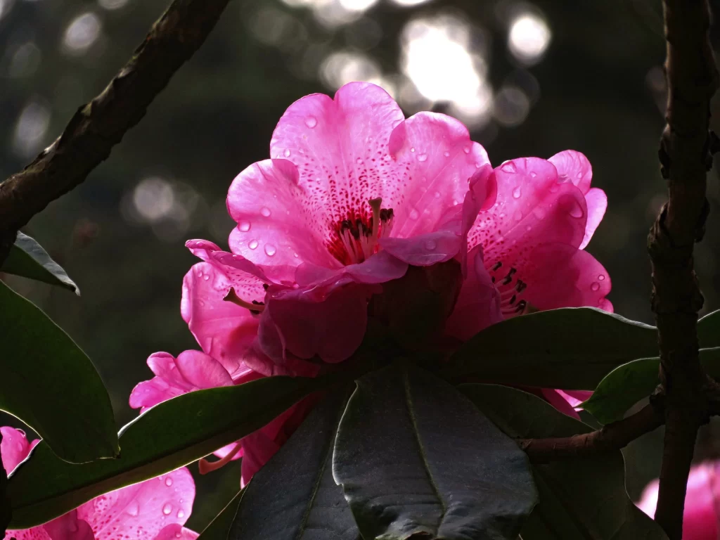 Pink Rhododendron Petals Dewdrops Dark gray Background