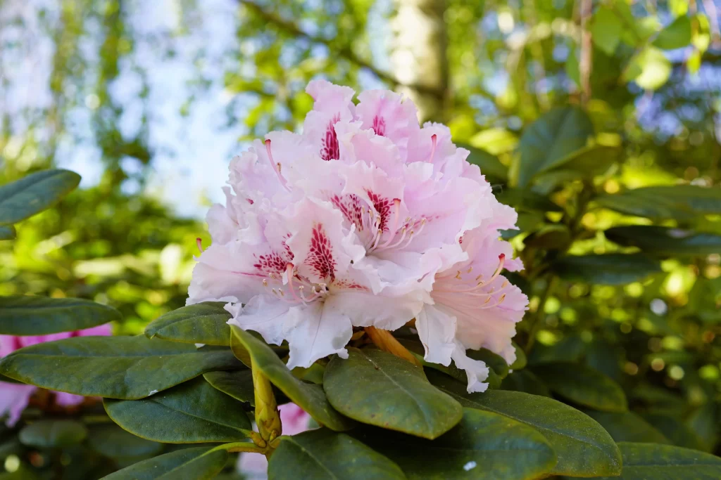 Pink Rhododendron Petals Green warm Leaves