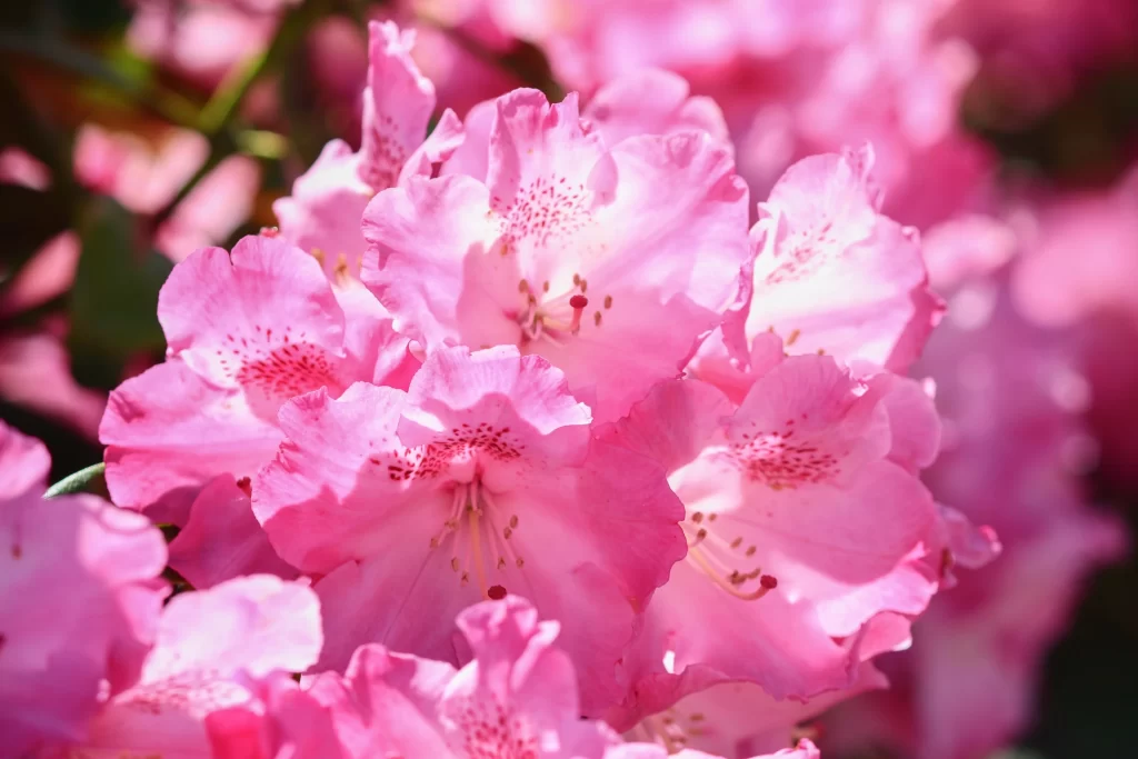 Pink Rhododendron Petals Blooming warm Sunlight