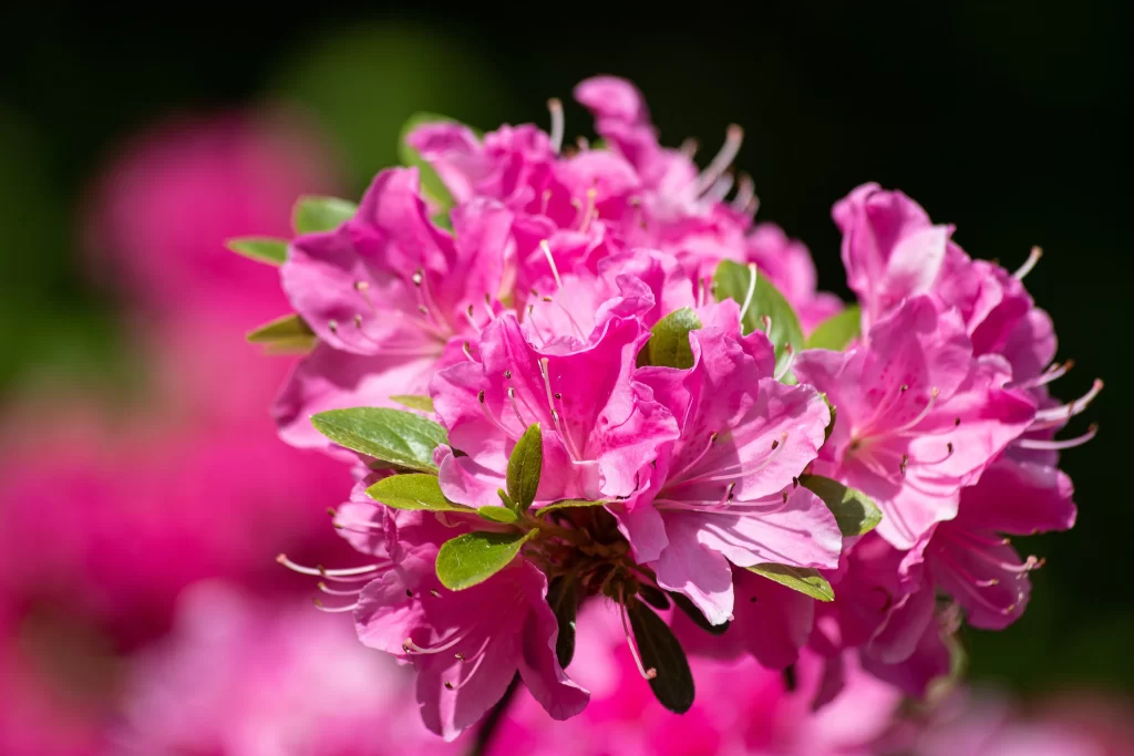 Pink Rhododendron Petals Blooming Green warm Leaves